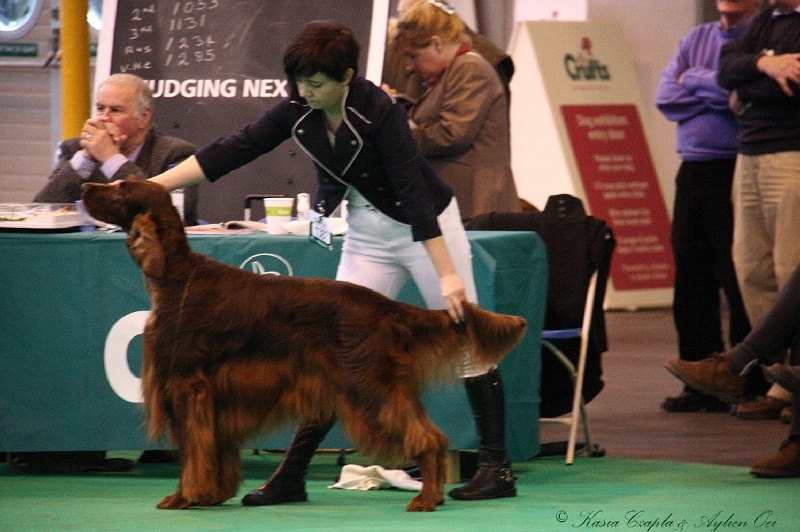 Crufts2011 853.jpg